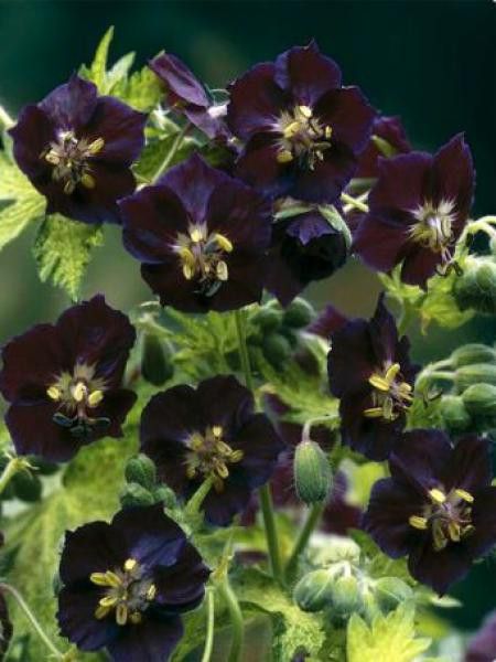 Géranium vivace livide 'Springtime'