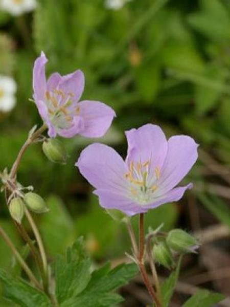 Géranium vivace maculé 'Vickie Lynn'