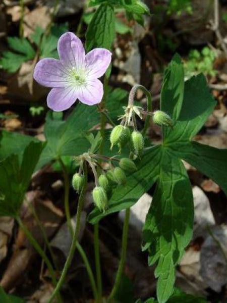Géranium vivace maculé