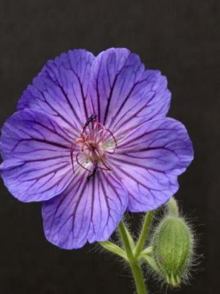 Géranium vivace magnifique 'Turco'