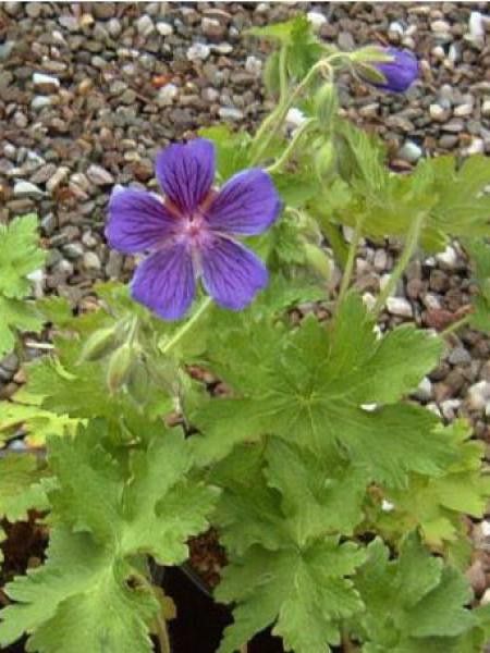 Géranium vivace magnifique