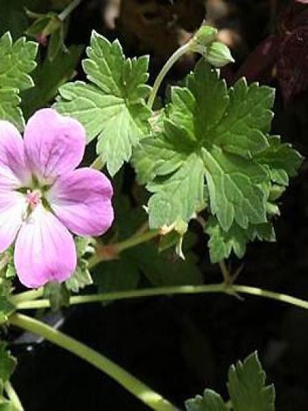 Géranium vivace 'Mavis Simpson'