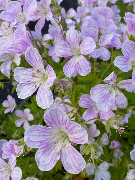 Géranium vivace 'Melinda'