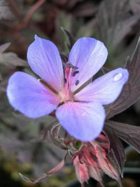 Géranium vivace 'Midnight Blues'