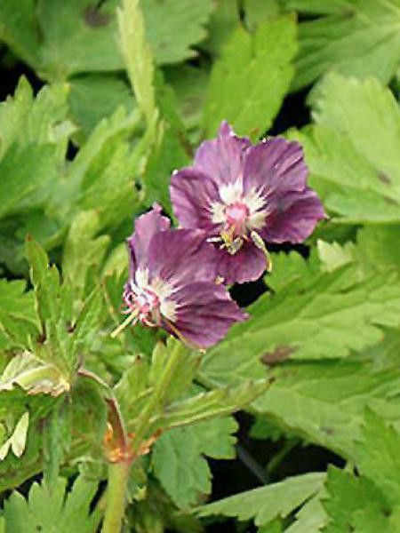Géranium vivace monacense