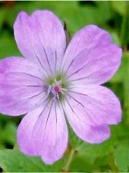 Géranium vivace noueux 'Simon'