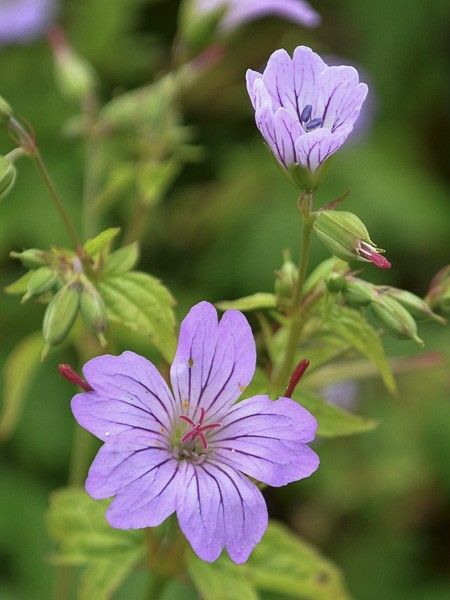 Géranium vivace noueux 'Svelte Lilac'