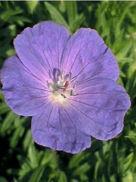 Géranium vivace 'Orion'