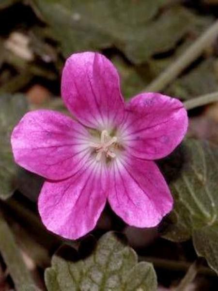 Géranium vivace 'Orkney Pink'