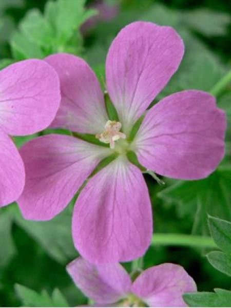 Géranium vivace 'Pink Carpet'