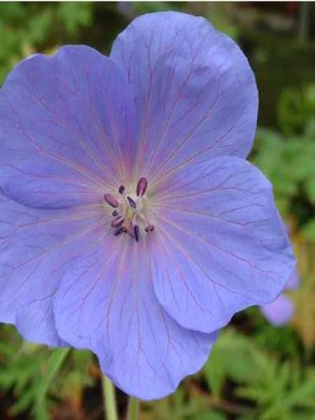 Géranium vivace 'Prima Donna'