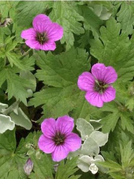 Géranium vivace psilostemon 'Bressingham Flair'