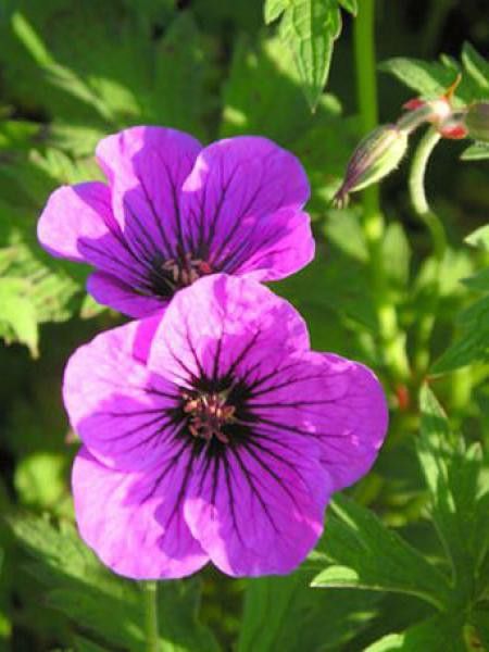 Géranium vivace psilostemon 'Eva'