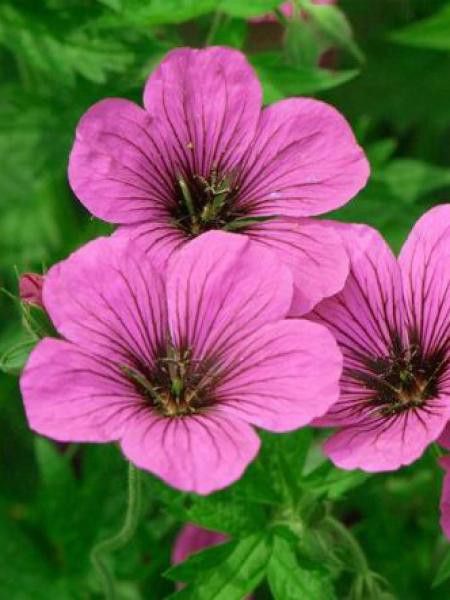 Géranium vivace psilostemon 'Ivan'