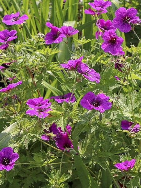 Géranium vivace psilostemon 'JS Ma Tu Vu'