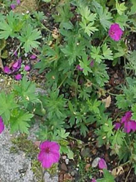 Géranium vivace psilostemon 'Little David'