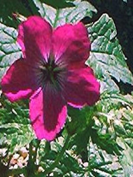 Géranium vivace psilostemon 'Red Admiral'