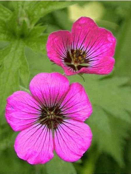 Géranium vivace psilostemon