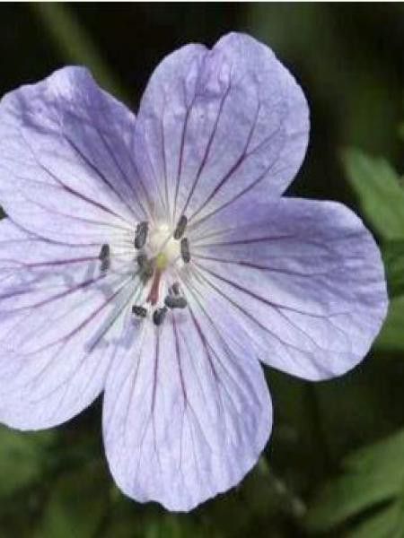 Géranium vivace regelii