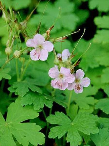 Géranium vivace rhizomateux 'Ingwersen's Variety'
