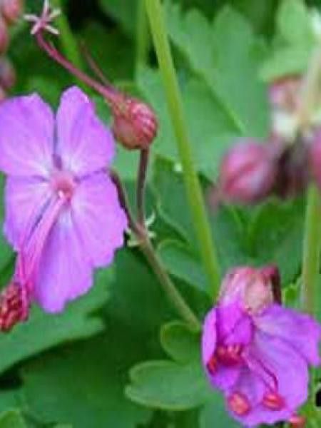 Géranium vivace rhizomateux 'Mytikas'