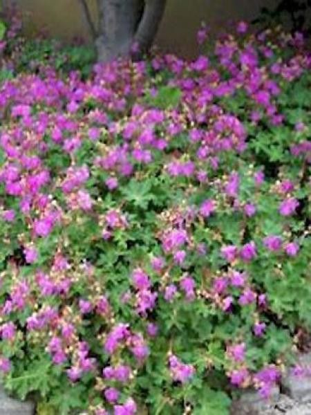 Géranium vivace rhizomateux 'Olympos'