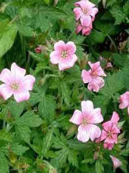 Géranium vivace 'Rose Clair'