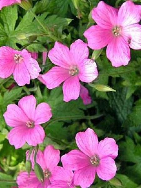 Géranium vivace 'Rosenlicht'