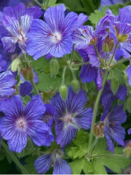 Géranium vivace 'Sabani Blue'®