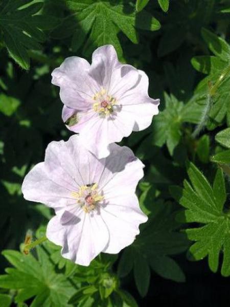 Géranium vivace sanguin 'Apfelblûte'