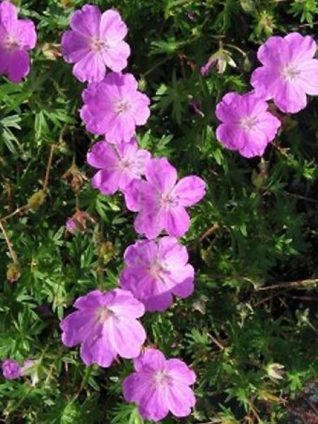 Géranium vivace sanguin 'Aviemore'