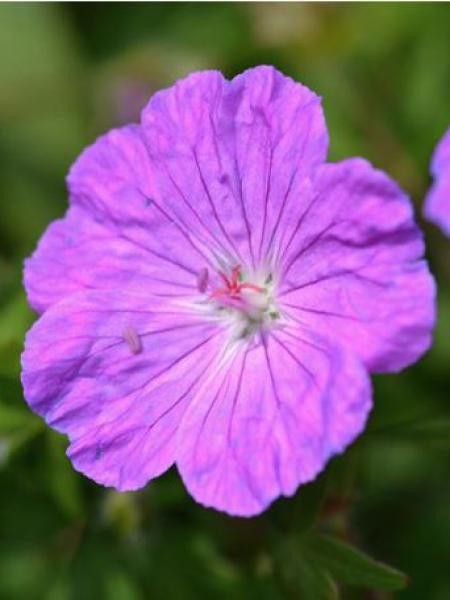 Géranium vivace sanguin 'Bloody Graham'