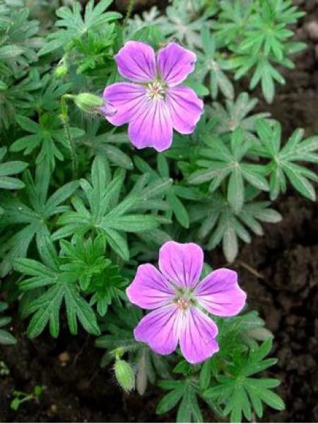 Géranium vivace sanguin 'Canon Miles'