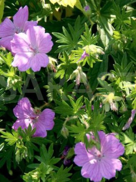 Géranium vivace sanguin 'Cedric Morris'