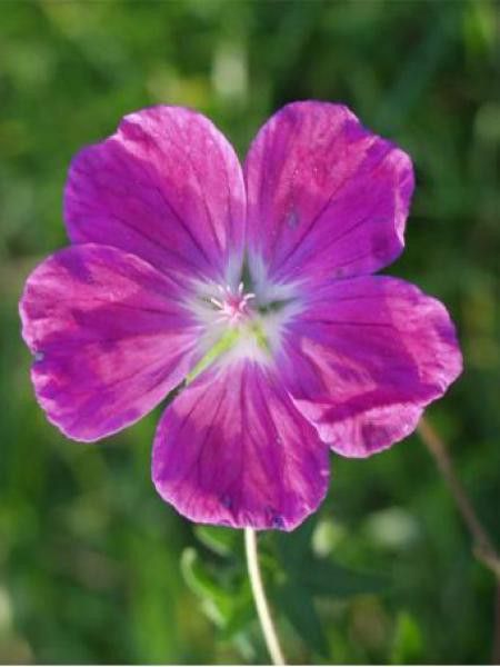 Géranium vivace sanguin 'Elsbeth'