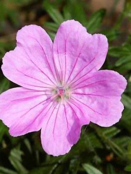 Géranium vivace sanguin 'Glenluce'