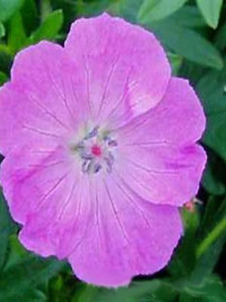 Géranium vivace sanguin 'Inverness'