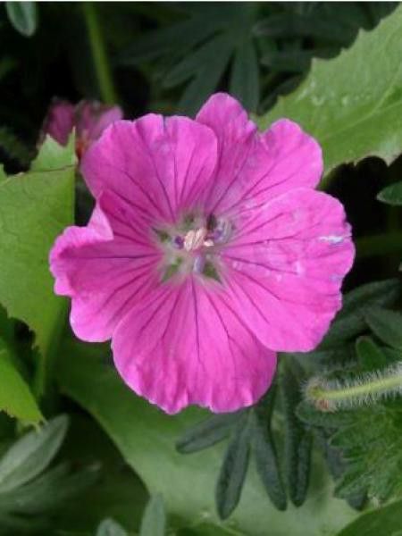 Géranium vivace sanguin 'John Elsey'