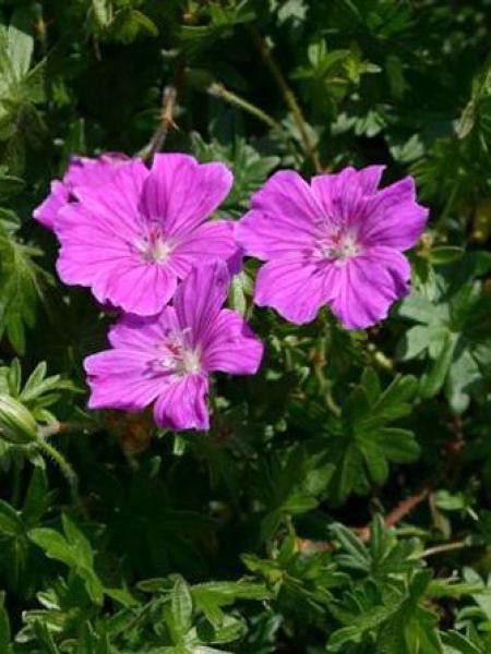Géranium vivace sanguin 'John Innes'