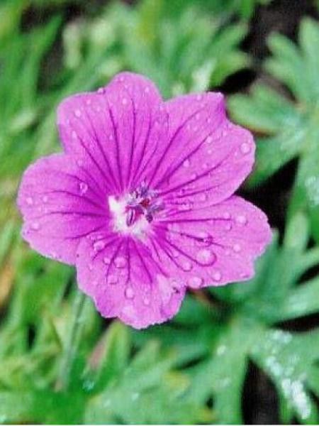 Géranium vivace sanguin 'Kahn'