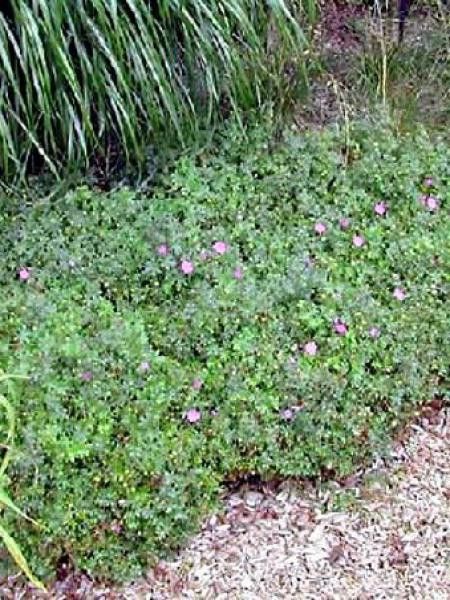 Géranium vivace sanguin 'Max Frei'