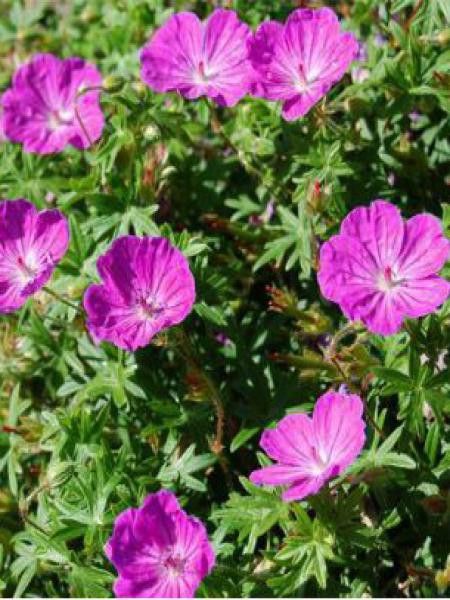 Géranium vivace sanguin 'Nanum'