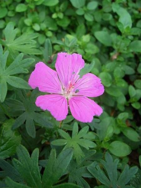 Géranium vivace sanguin 'Shepherd's Warning'