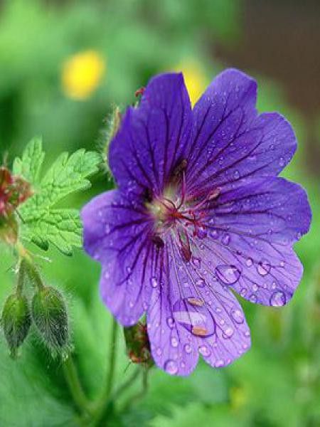 Géranium vivace sanguin 'Shooting Star'