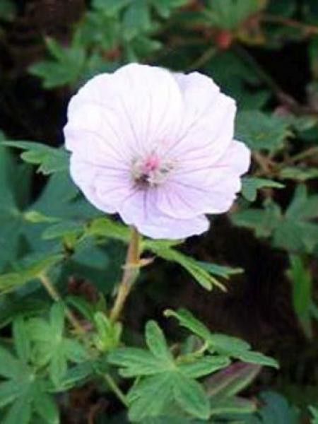 Géranium vivace sanguin 'Zartrosa'