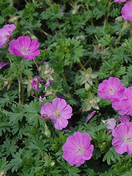 Géranium vivace sanguin