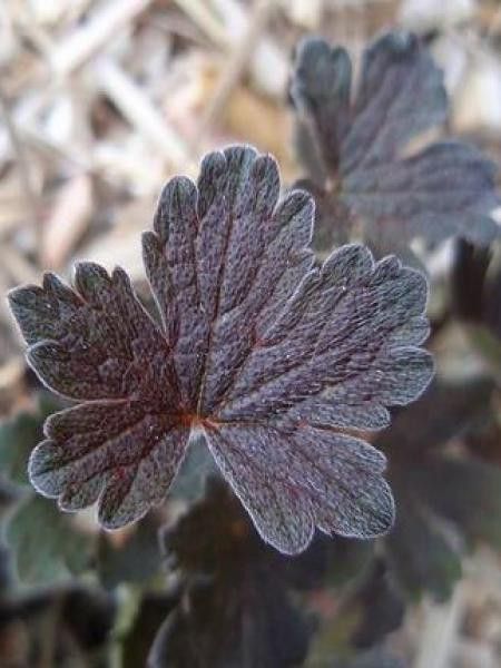 Géranium vivace 'Sanne'