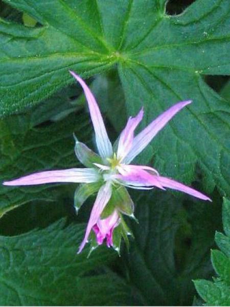 Géranium vivace 'Sherwood'