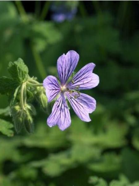 Géranium vivace 'Stephanie'