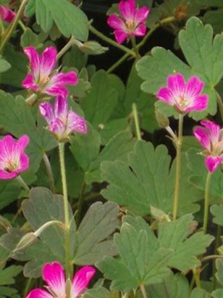 Géranium vivace 'Tanya Rendall'